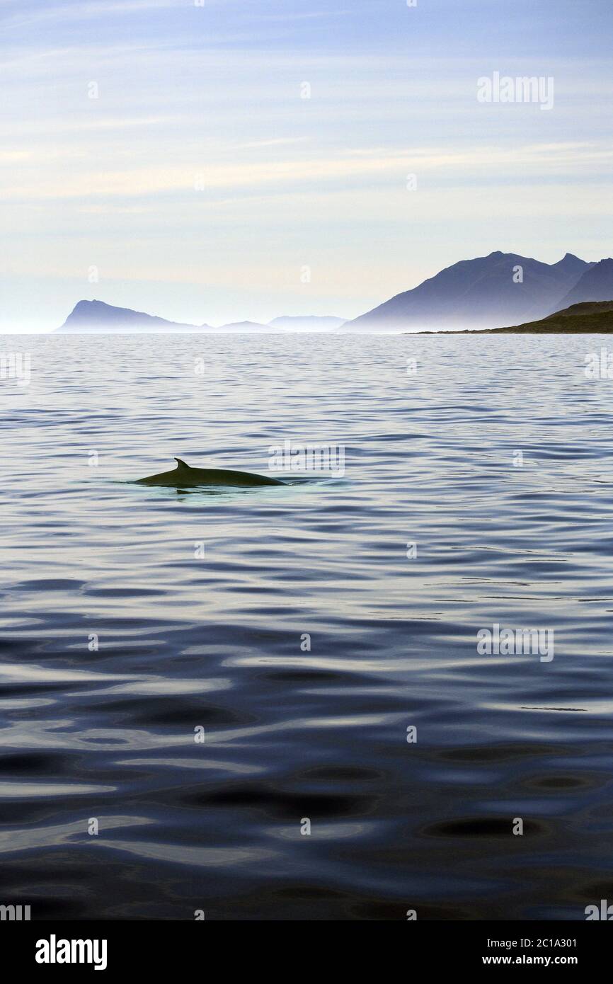 Balena pinna (rorqual comune) - Balaenoptera physalus Foto Stock