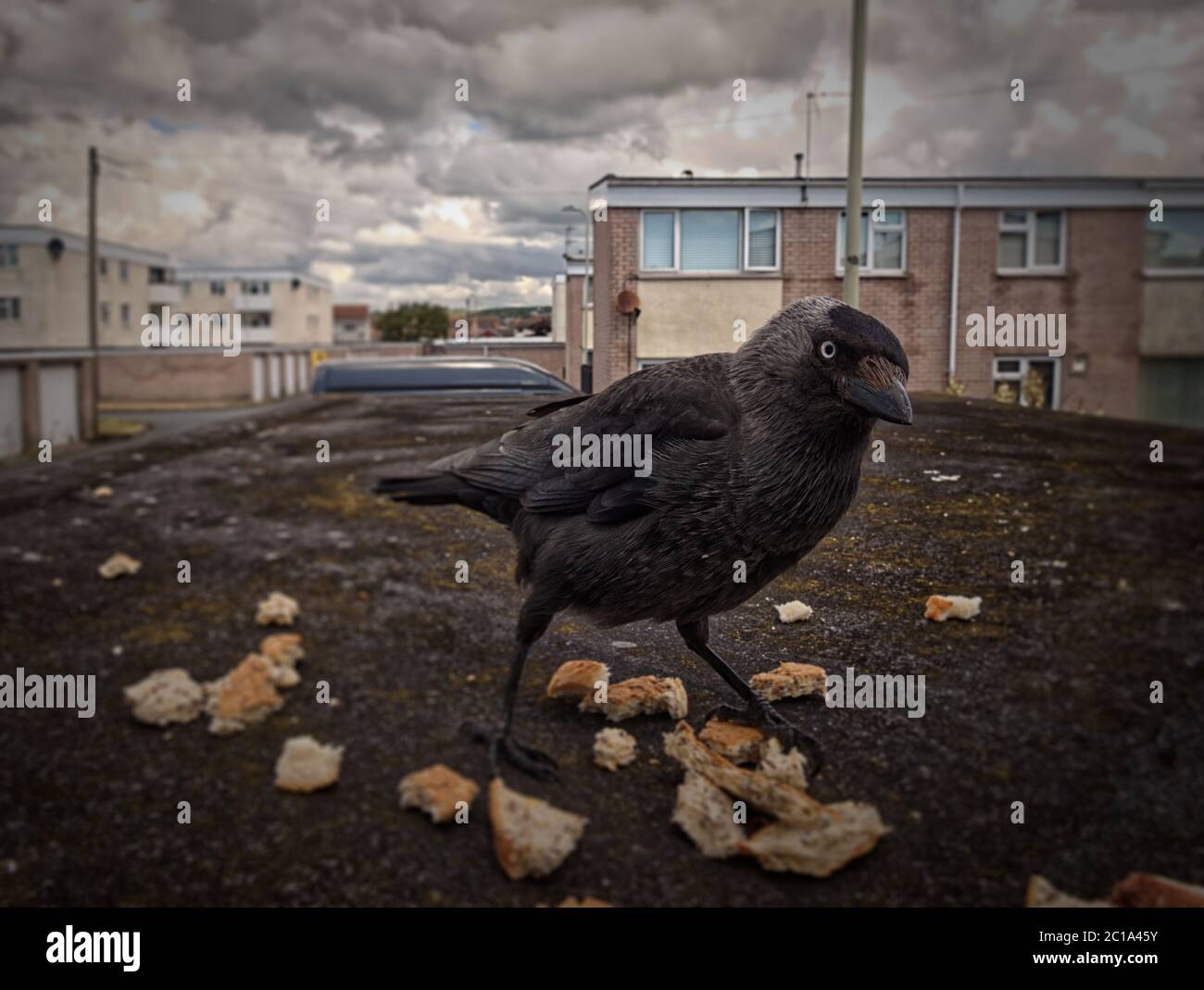 Un corvo si nutre di pane marrone su un tetto piatto in periferia ed esamina curiosamente la fotocamera Foto Stock