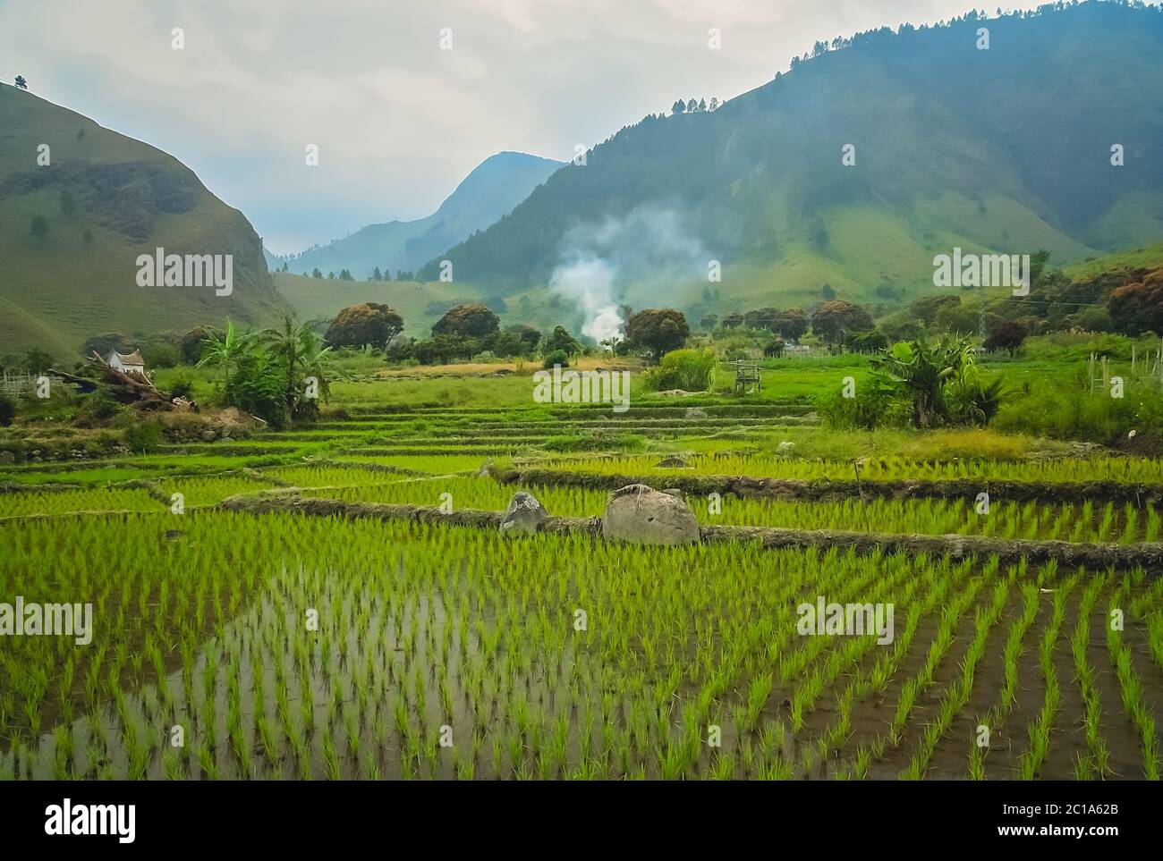 Ricefields terrazzati nei tropici di Sumatra, Indonesia Foto Stock