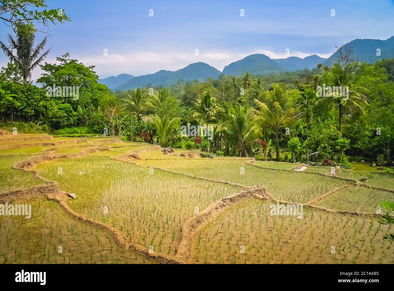 Ricefields terrazzati nei tropici di Sumatra, Indonesia Foto Stock