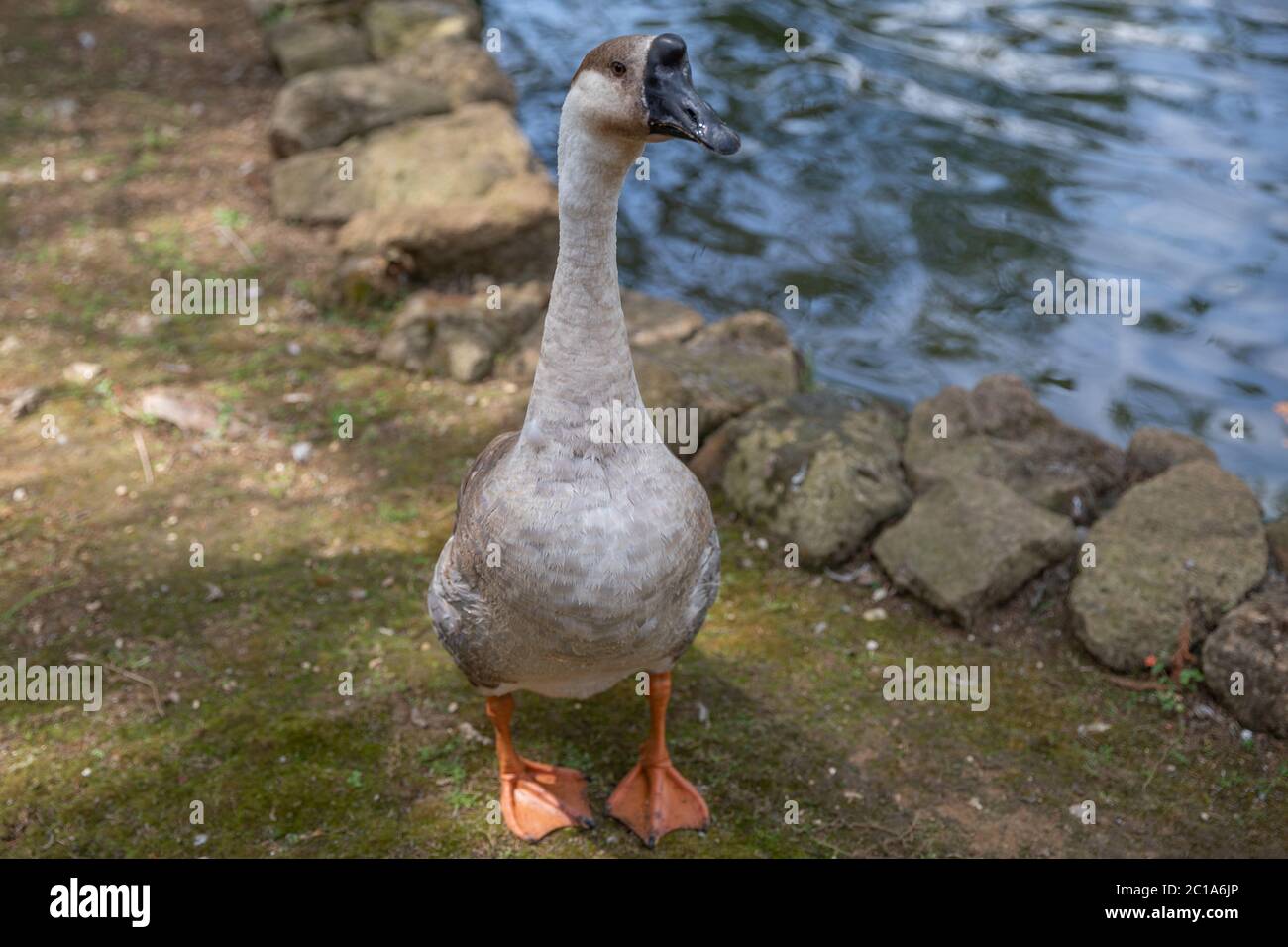 Anatra passeggiata intorno all'acqua nel lago del parco nazionale di Roma, Italia. Estate e sole Foto Stock