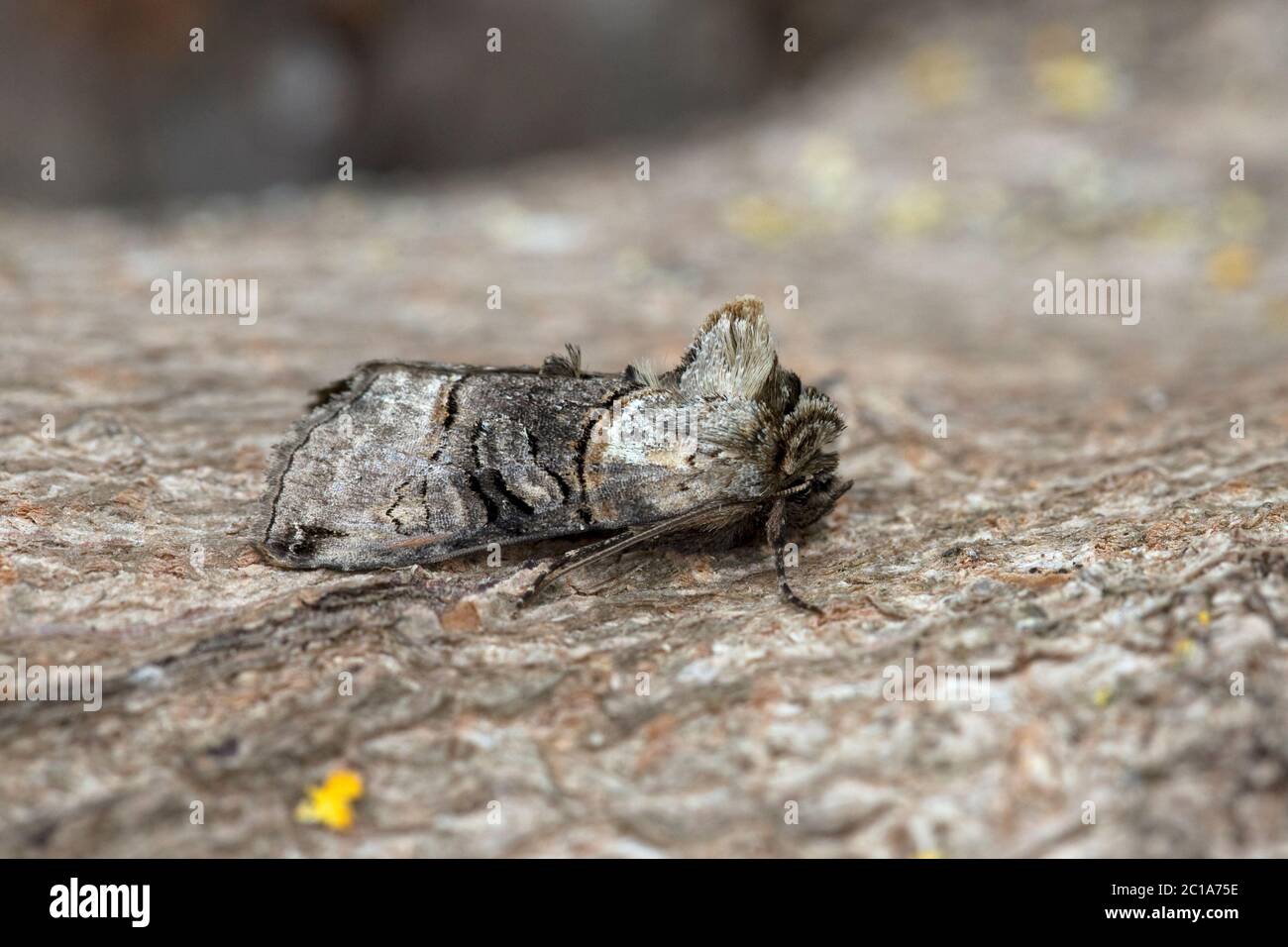 Spettacolo (Abrostola tripartita) falena Foto Stock