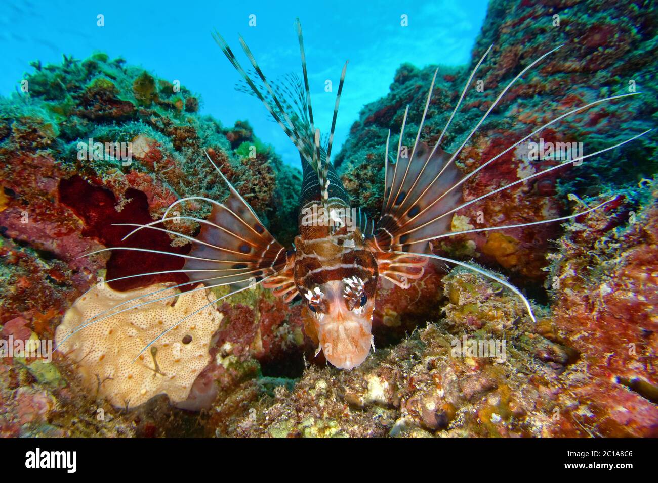 Pesce leone Spotfin - Pterois antenna Foto Stock