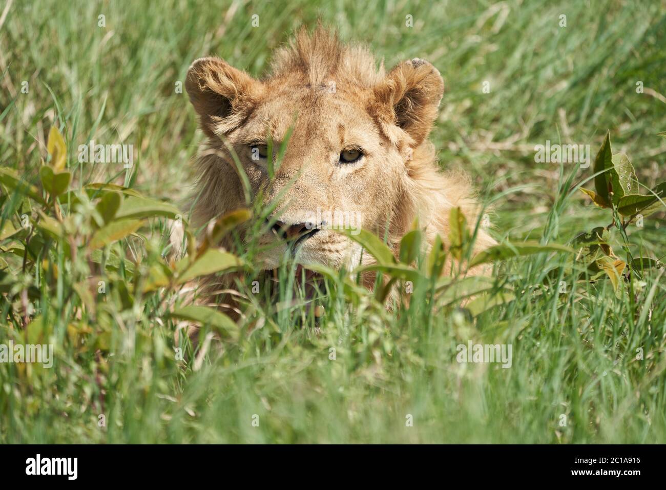Un giovane Leone al sole del mattino del cratere di Ngorongoro Serengeti Foto Stock