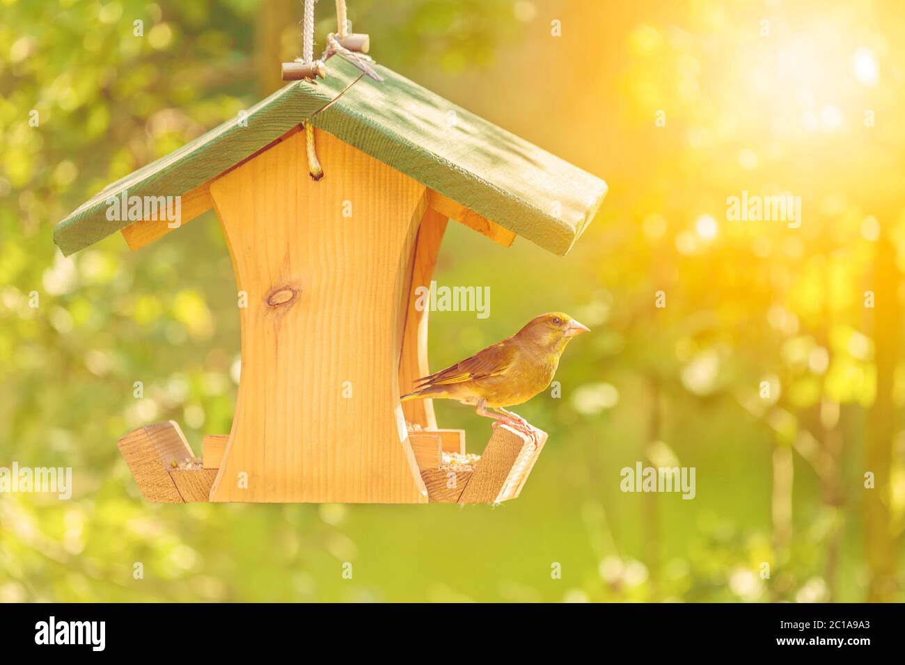 Greenfinch visitare un alimentatore di semi di legno appeso Foto Stock