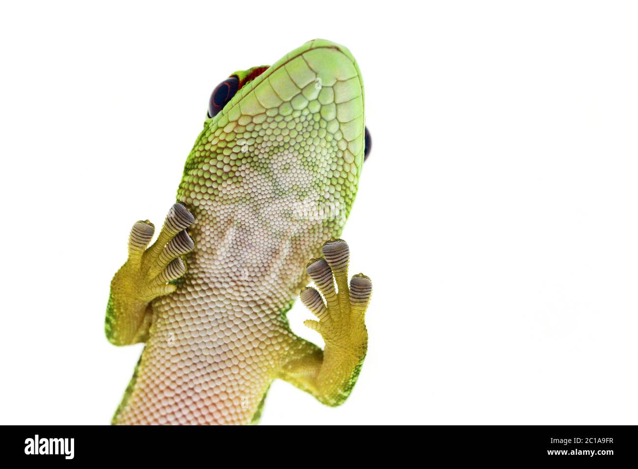 Geco gigante giornata Madagascar - Phelsuma grandis Foto Stock