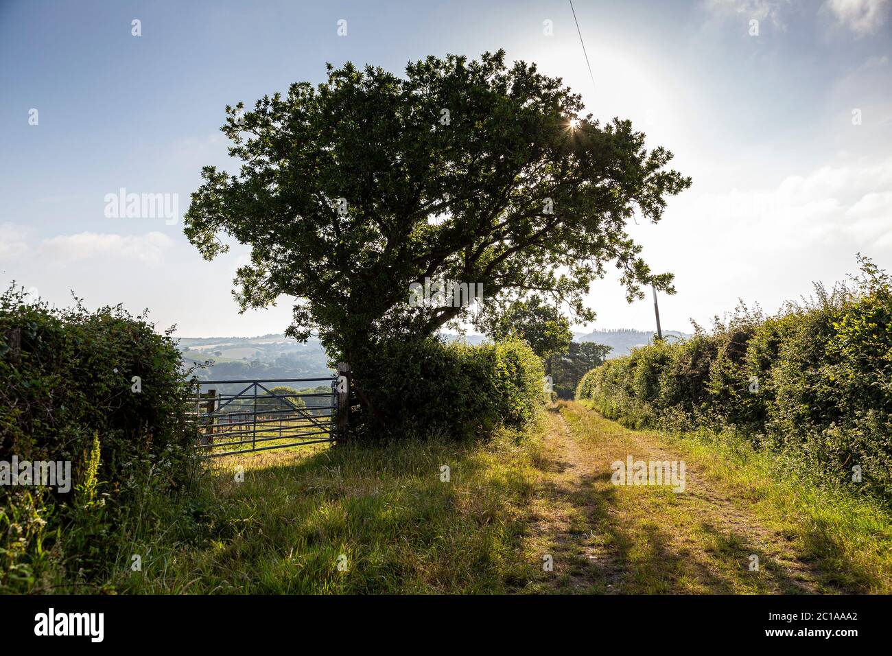 Sentiero Dunsford Devon,Alder Tree, Autunno, Bright, Dartmoor, Devon, ambiente, conservazione ambientale, sentiero, Foresta, Oro colorato, Verde, Foto Stock
