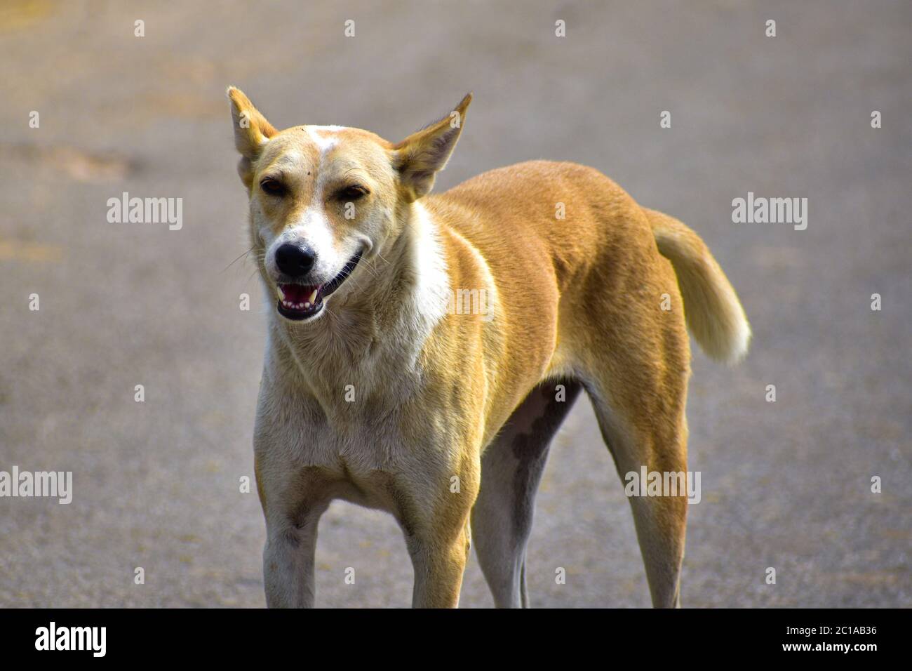 Un cane di strada sorridente . Il suo colore marrone e hanno macchie bianche. Cane sorridente in attesa di cibo Foto Stock