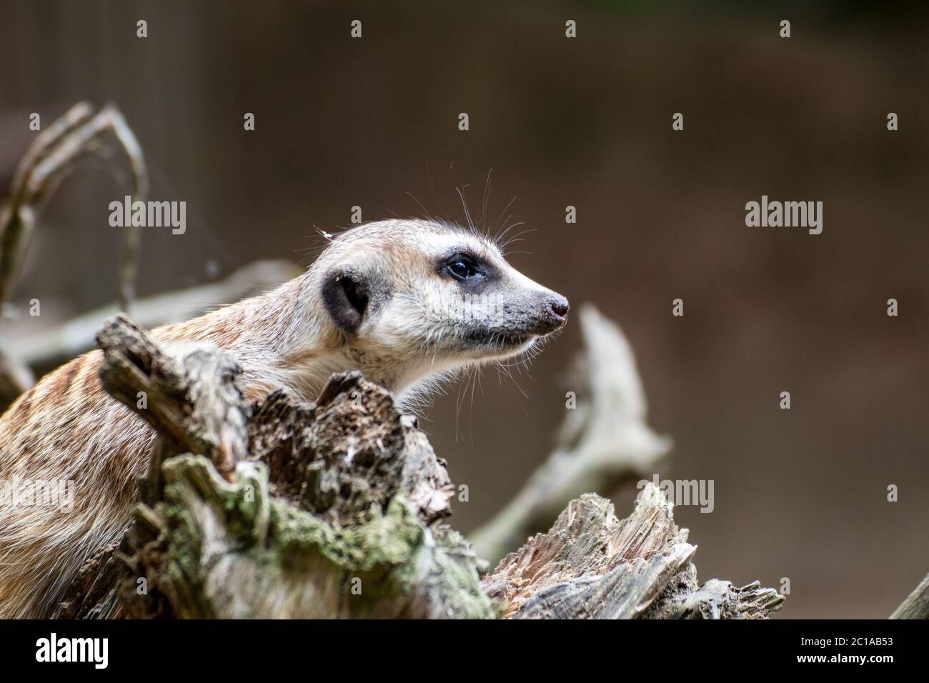 Primo piano di un maerkat in un parco di animali in Germania Foto Stock