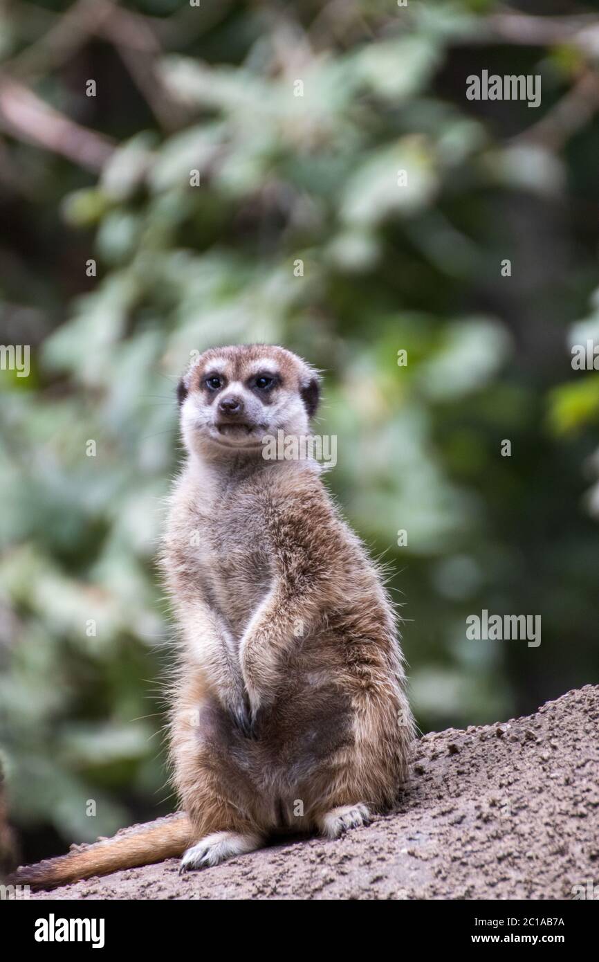 Primo piano di un maerkat in un parco di animali in Germania Foto Stock