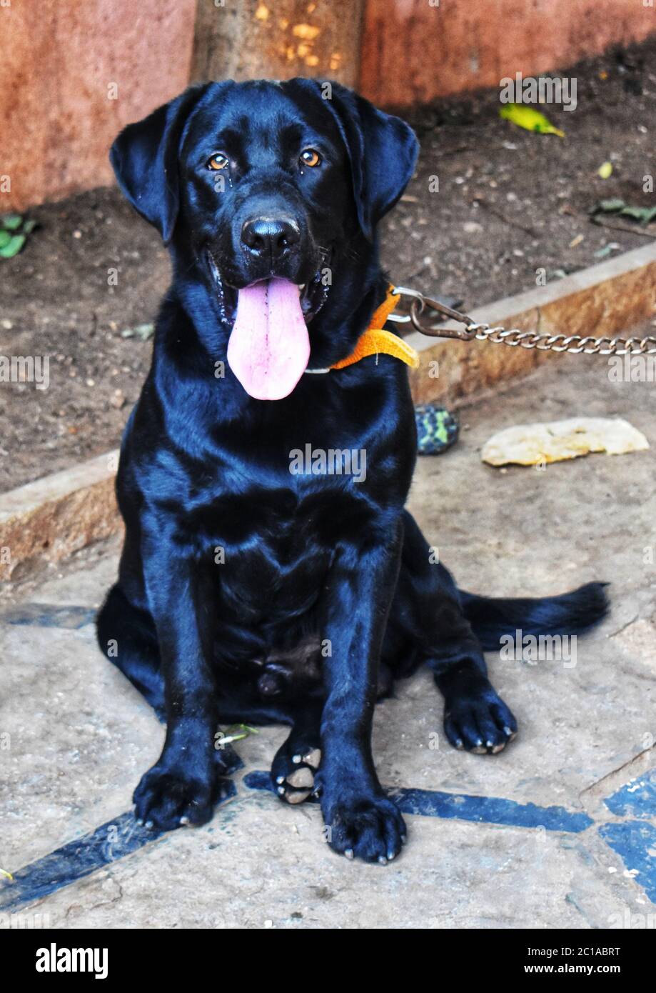 Un cane labrador seduto sul pavimento con i suoi capelli setosi e la lingua fuori . Il suo colore nero Foto Stock