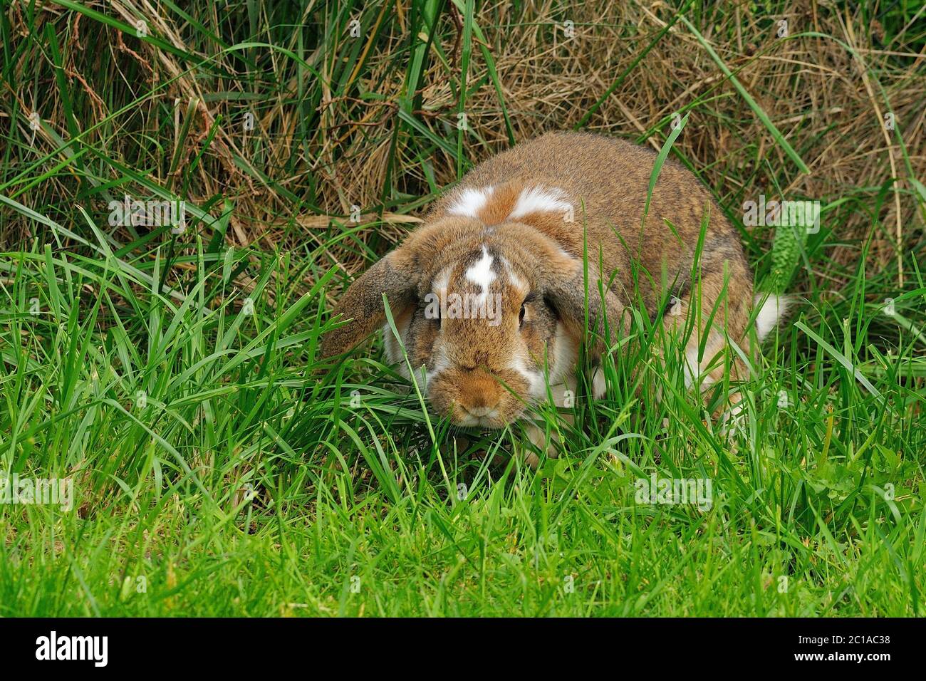 Lop-eared Rabbit Foto Stock