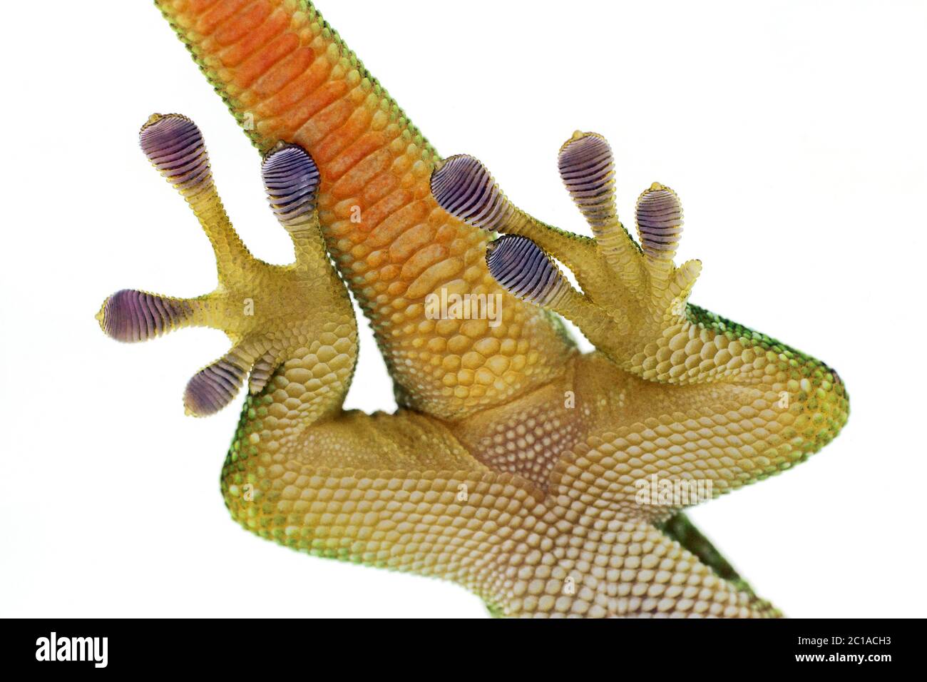 Piedi dettaglio del gecko gigante giorno Madagascar - Phelsuma grandis Foto Stock