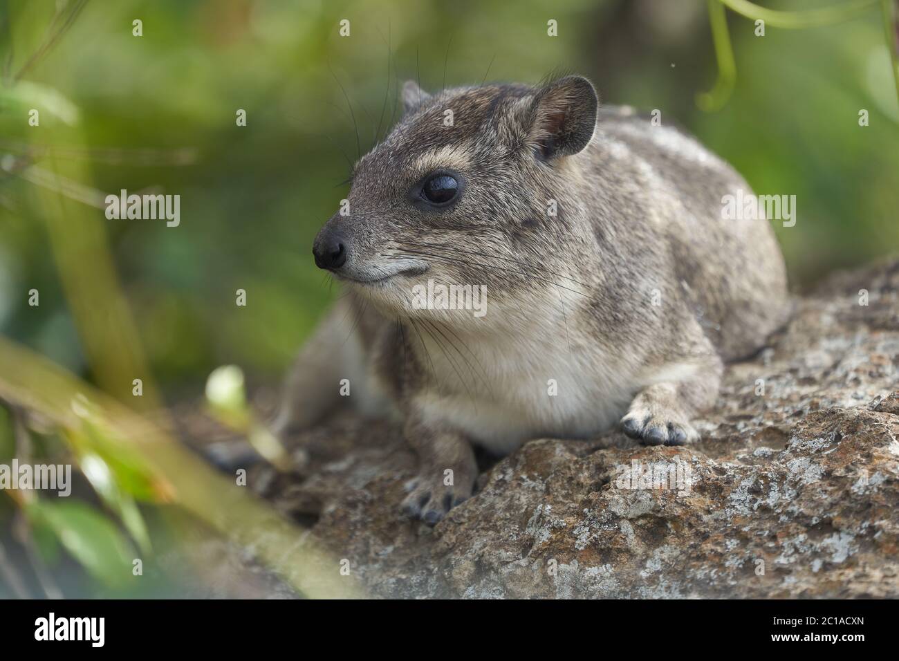 Rock Hyrax Procavia capensis Capo Ritratto Africa Foto Stock