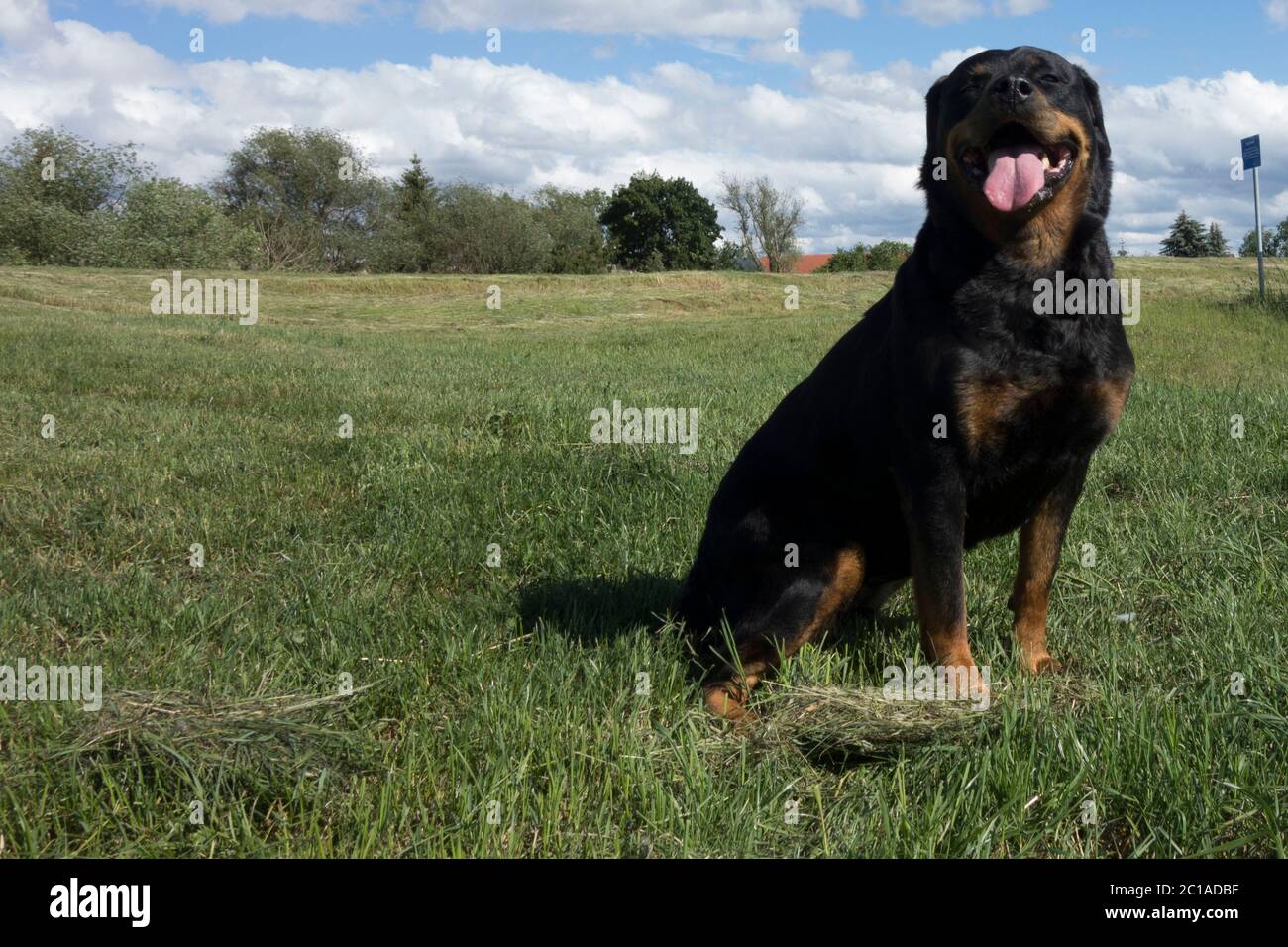 Ritratti dei Rottweiler. Cane tiro fuori casa. Foto Stock