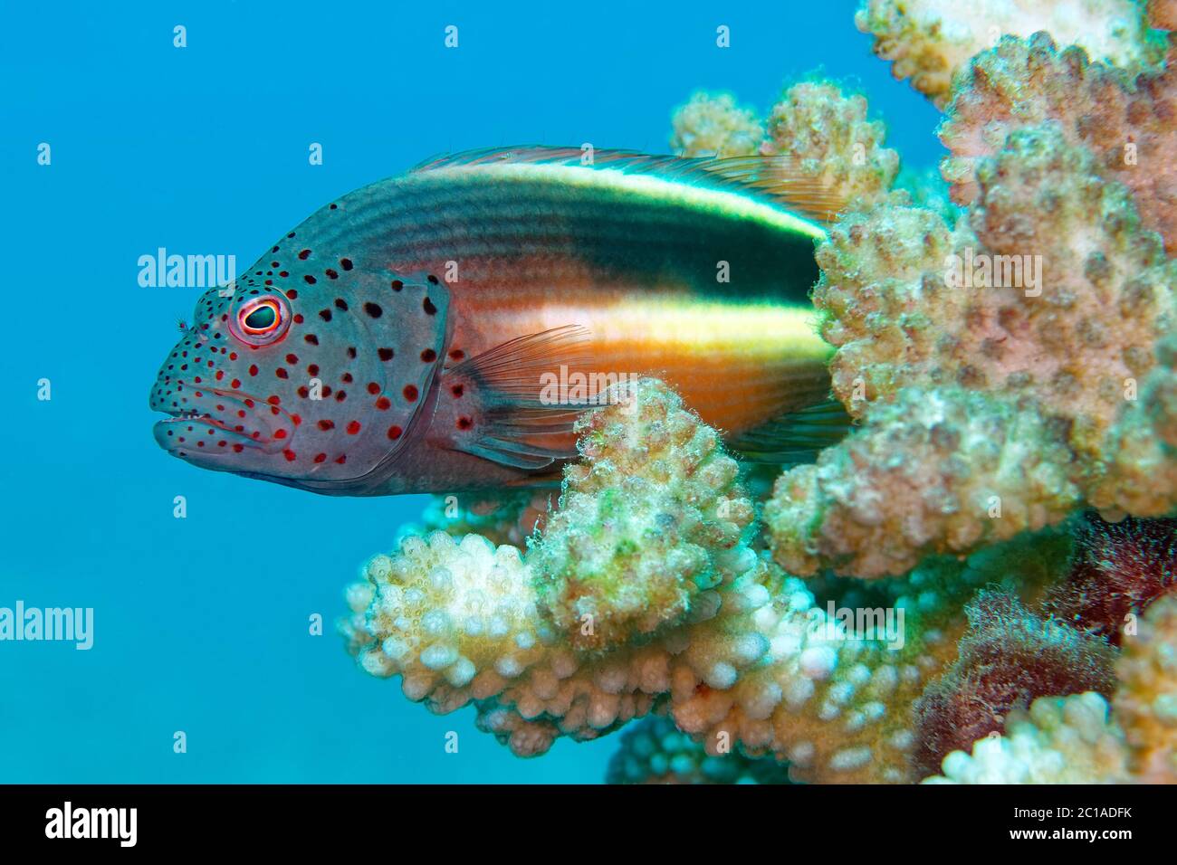 Pesce falco fritto - Paracirrhites forsteri Foto Stock