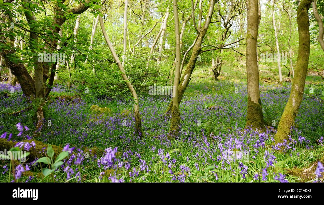 Scenario forestale con bluebells in primo piano. Foto Stock