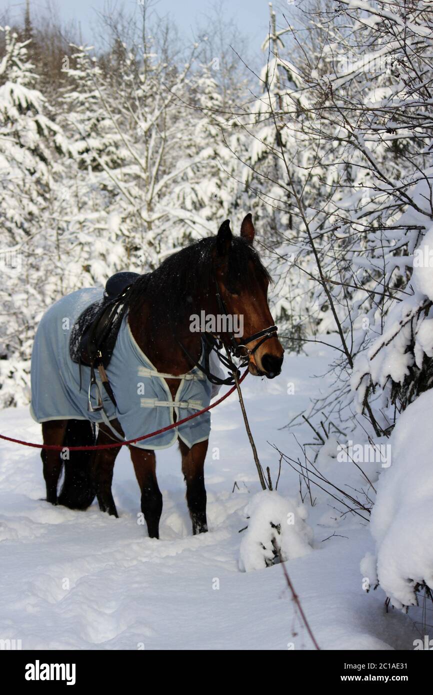 foto verticale di un cavallo di castagno in una foresta invernale, in una briglia, con una sella Foto Stock