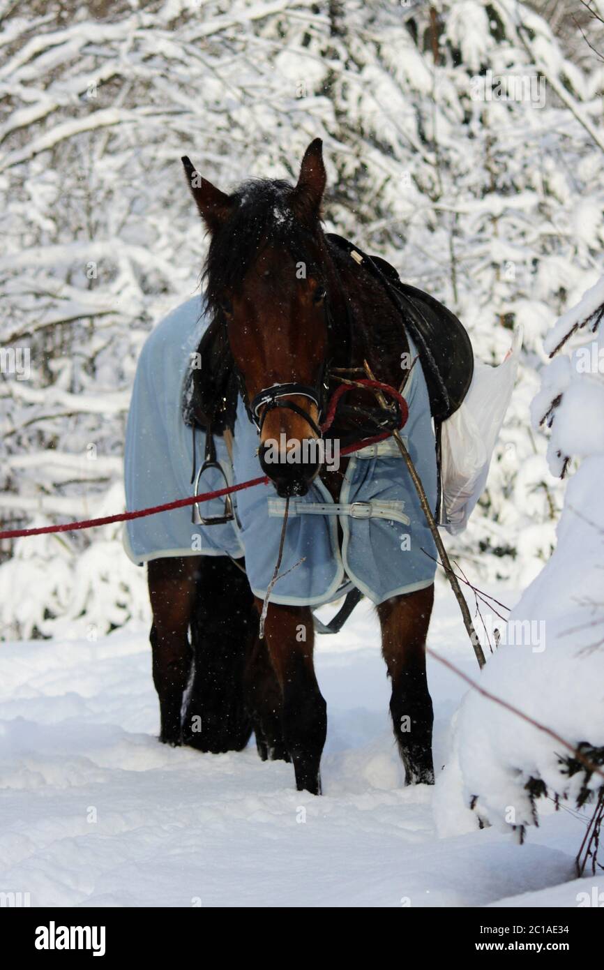 foto verticale di un cavallo di castagno in una foresta invernale, in una briglia, con una sella Foto Stock
