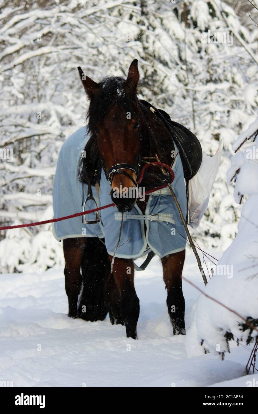 Tappeto Invernale Per Cavallo 600D Con Collo Intero – 50g – Rosso/nero – Taglie 5'3 A 6'9 – Equitack