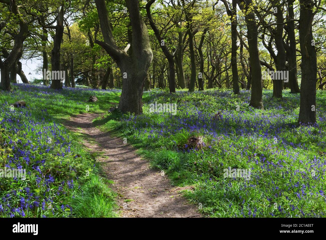 Bluebell wood e sentiero, vicino a Great Ayton, North Yorkshire, Inghilterra, Regno Unito, Europa Foto Stock