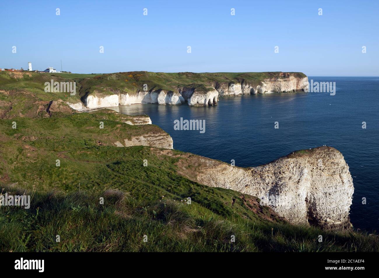 Bianche scogliere di Flamborough Head, vicino a Bridlington, East Riding of Yorkshire, Inghilterra, Regno Unito, Europa Foto Stock
