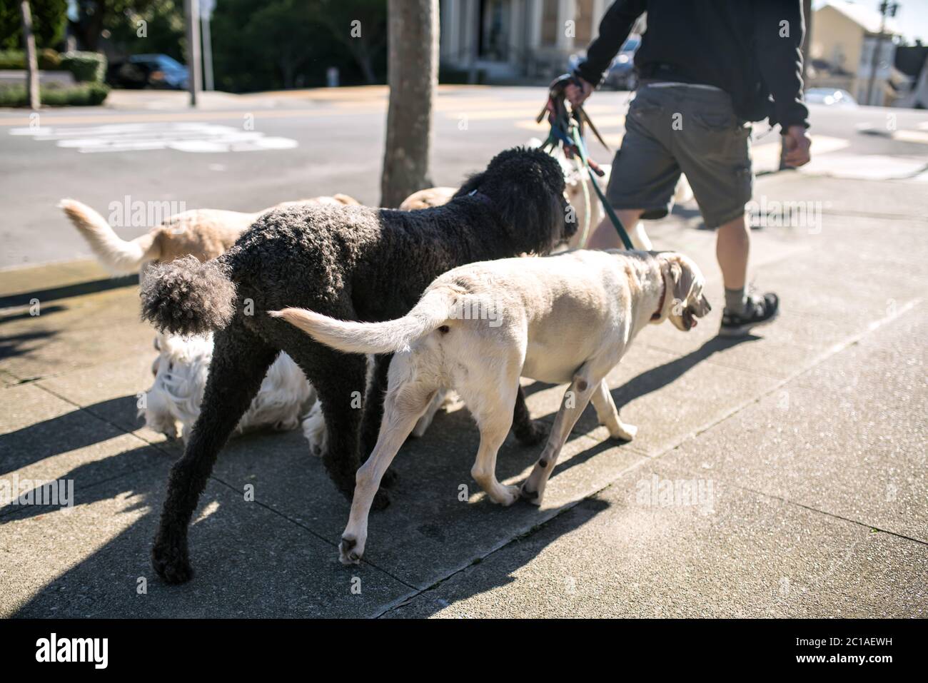 L'uomo con i cani all'aperto Foto Stock