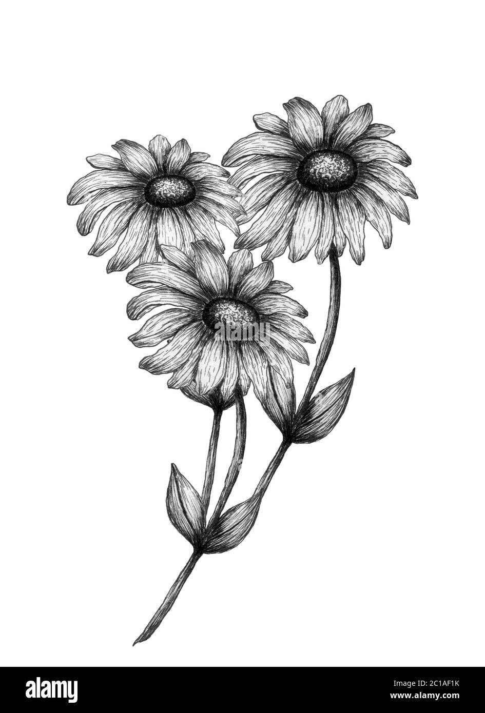 bouquet vintage con fiori a margherita, illustrazione floreale monocromatica con fiori selvatici disegnati a mano in un disegno a inchiostro Foto Stock
