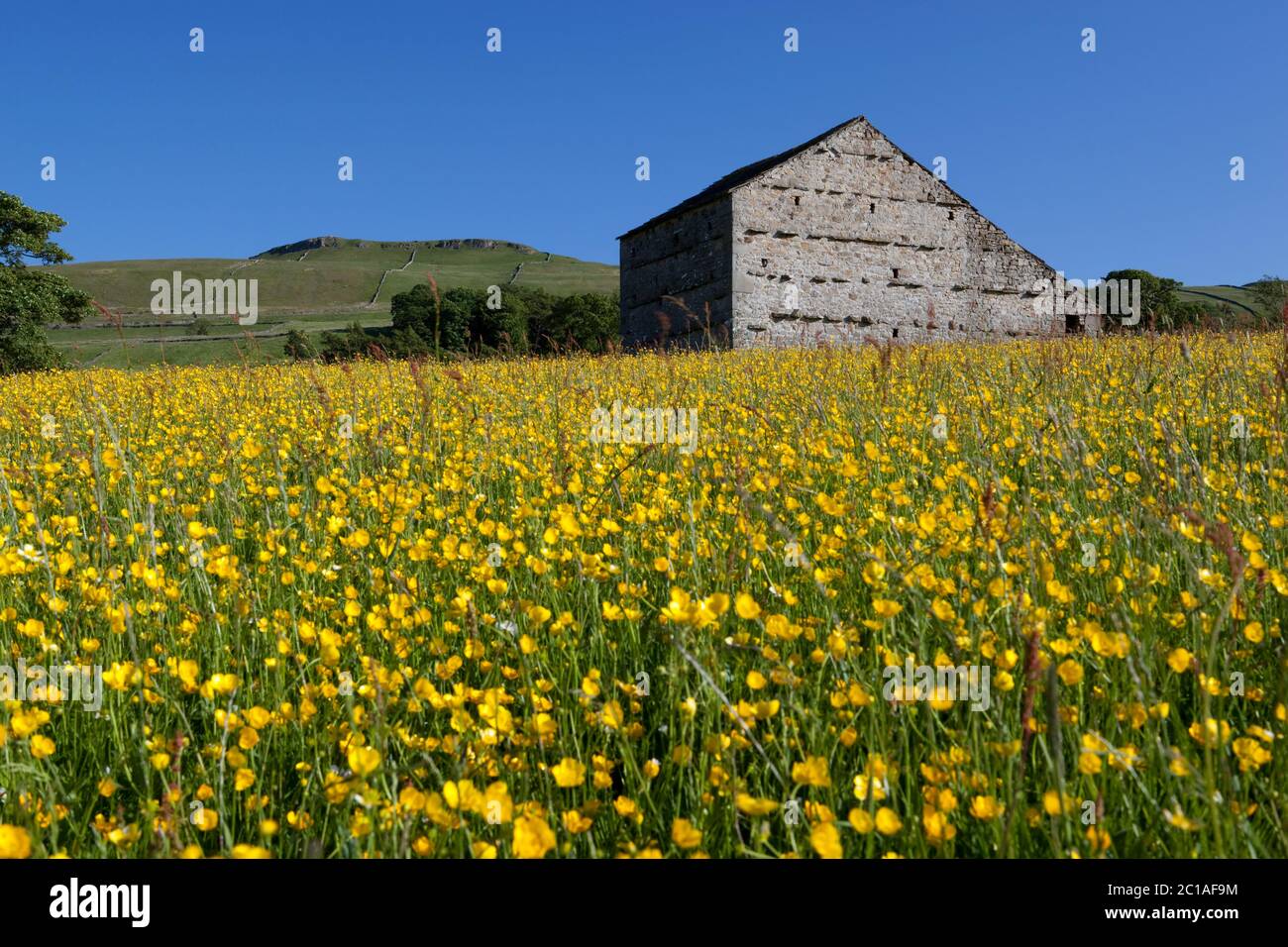 Buttercup riempito prato con tradizionale fienile di pietra, Hawes, Yorkshire Dales National Park, North Yorkshire, Inghilterra, Regno Unito, Europa Foto Stock
