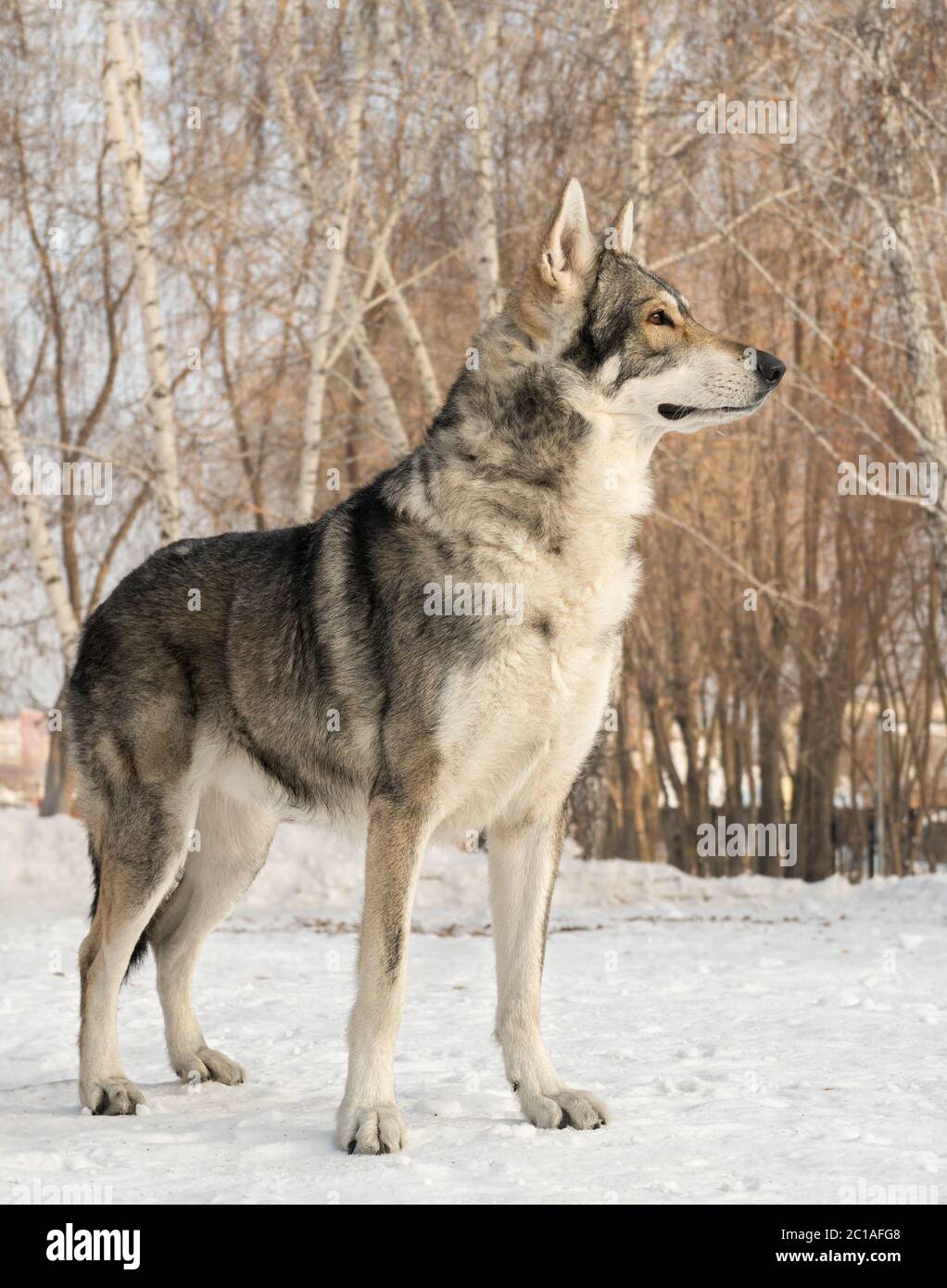 Bellissimo cane maschio di Saarloos wolfhound in winter park Foto Stock