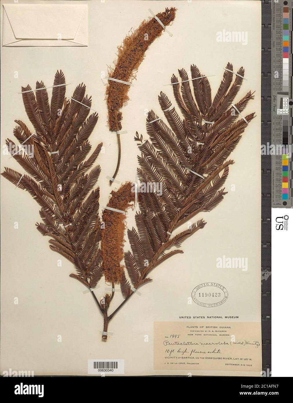 Pentaclethra macroloba Willd Kuntze Pentaclethra macroloba Willd Kuntze. Foto Stock