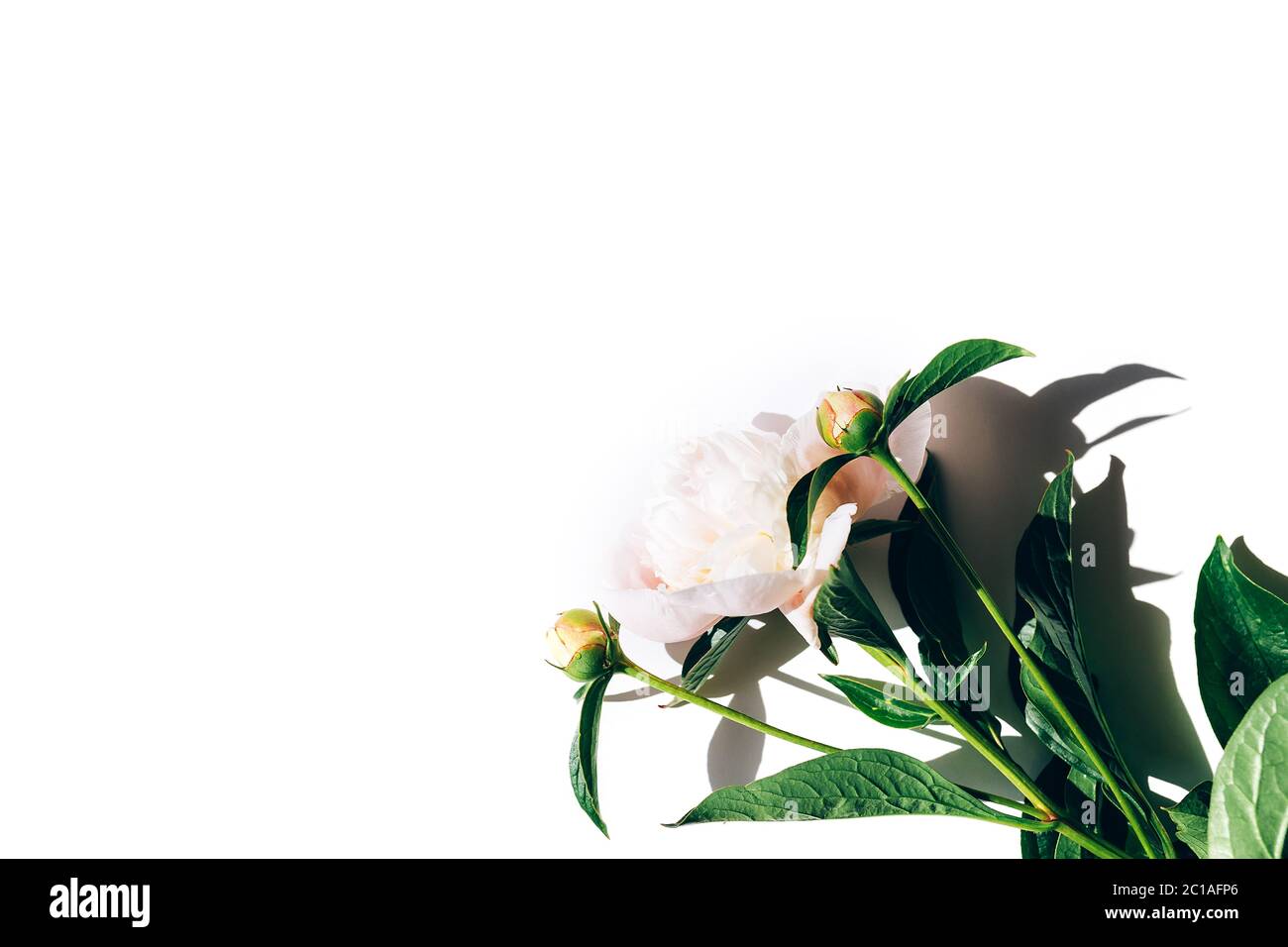 Bel bouquet di peonie su sfondo bianco, peonie fiorite Foto Stock