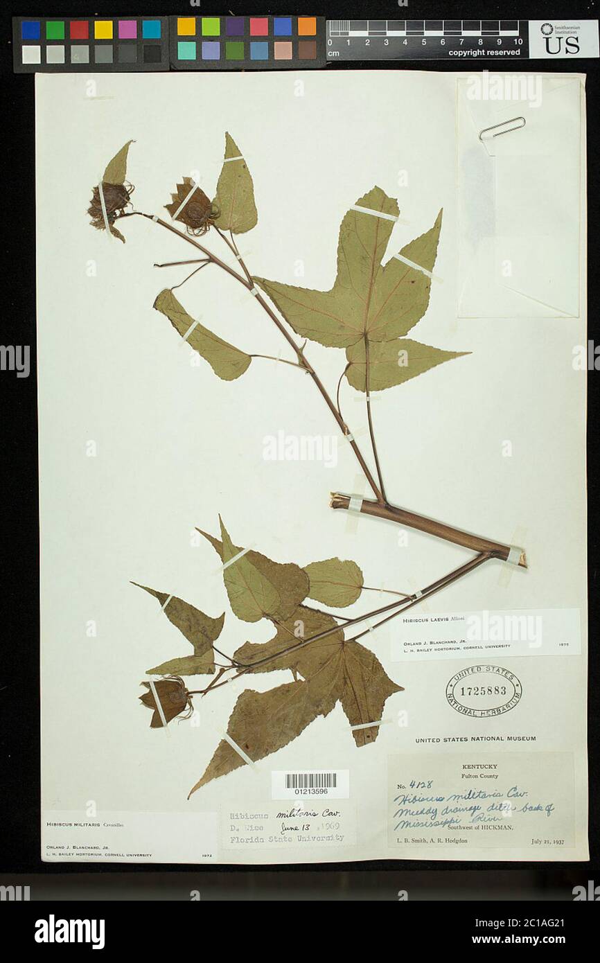 Hibiscus laevis tutti Hibiscus laevis tutti. Foto Stock