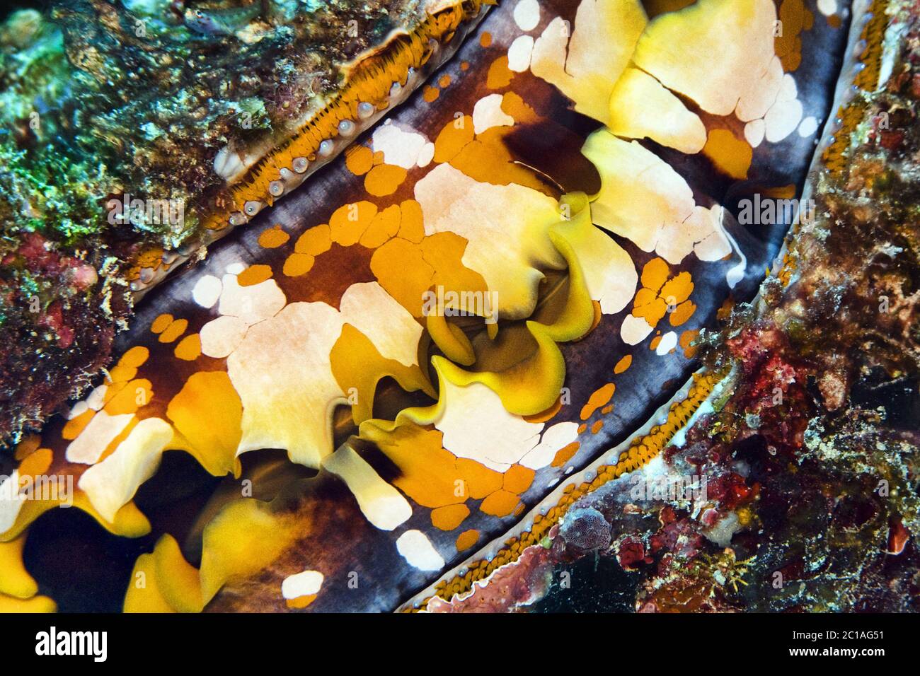 Ostrica spinosa - Varius di Spondylus Foto Stock