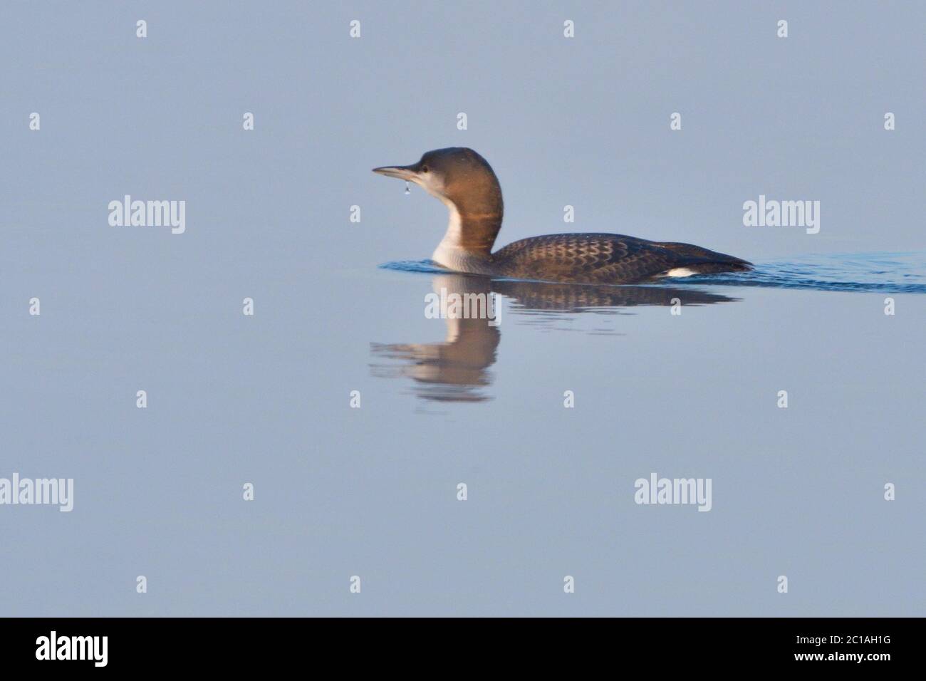Nero-throated loon in inverno Foto Stock