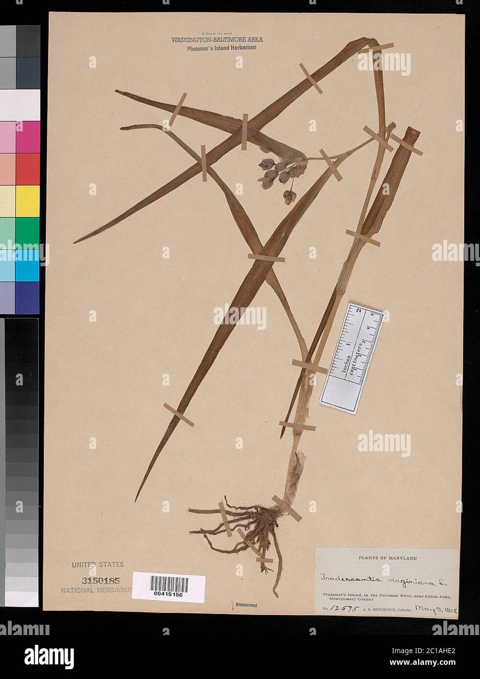 Tradecantia virginiana L Tradecantia virginiana L. Foto Stock