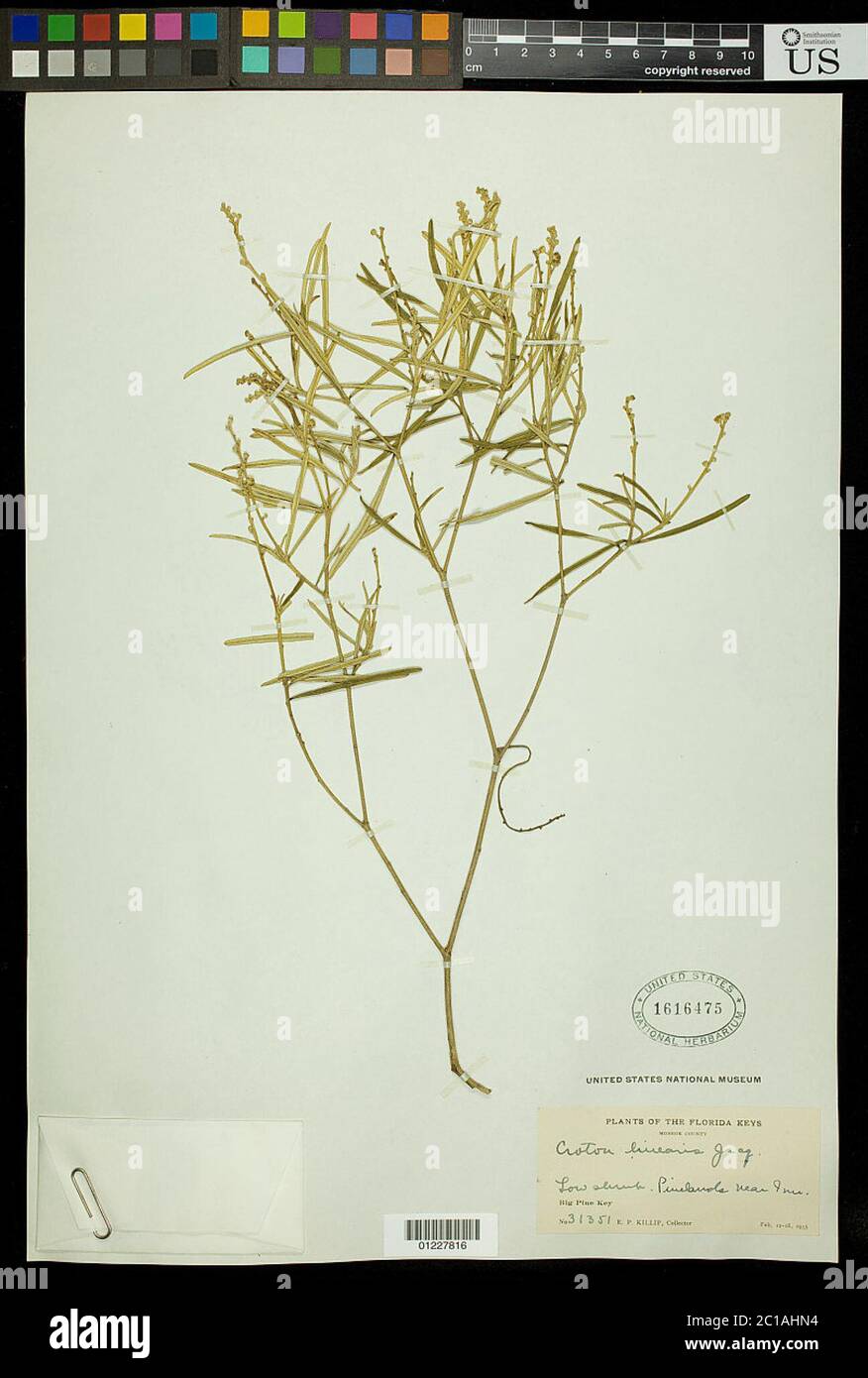 Linearis di cron Jacq linearis di cron Jacq. Foto Stock