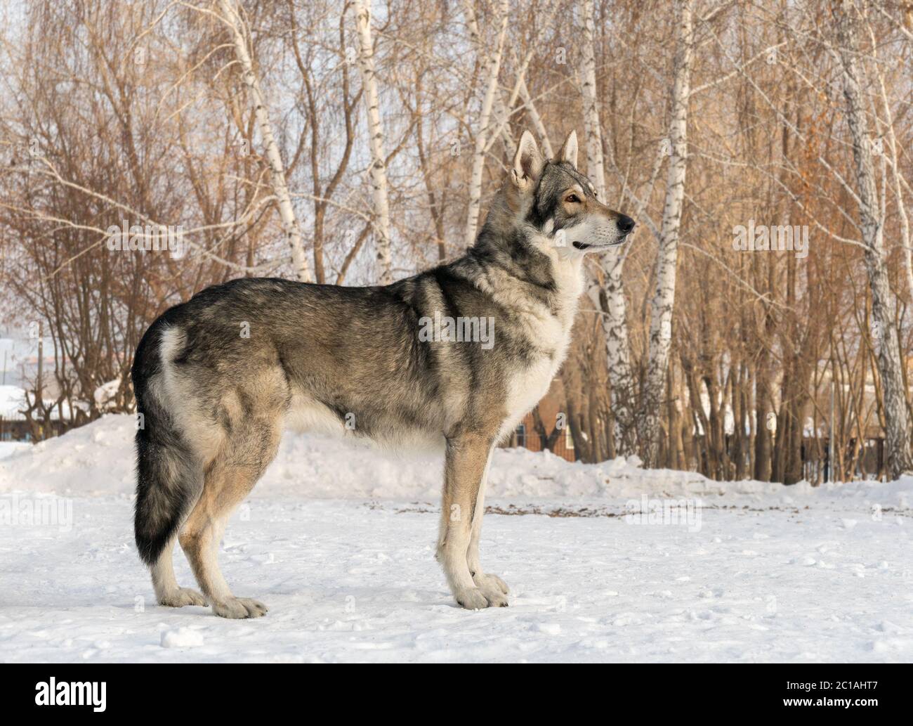 Bellissimo cane maschio di Saarloos wolfhound in winter park Foto Stock
