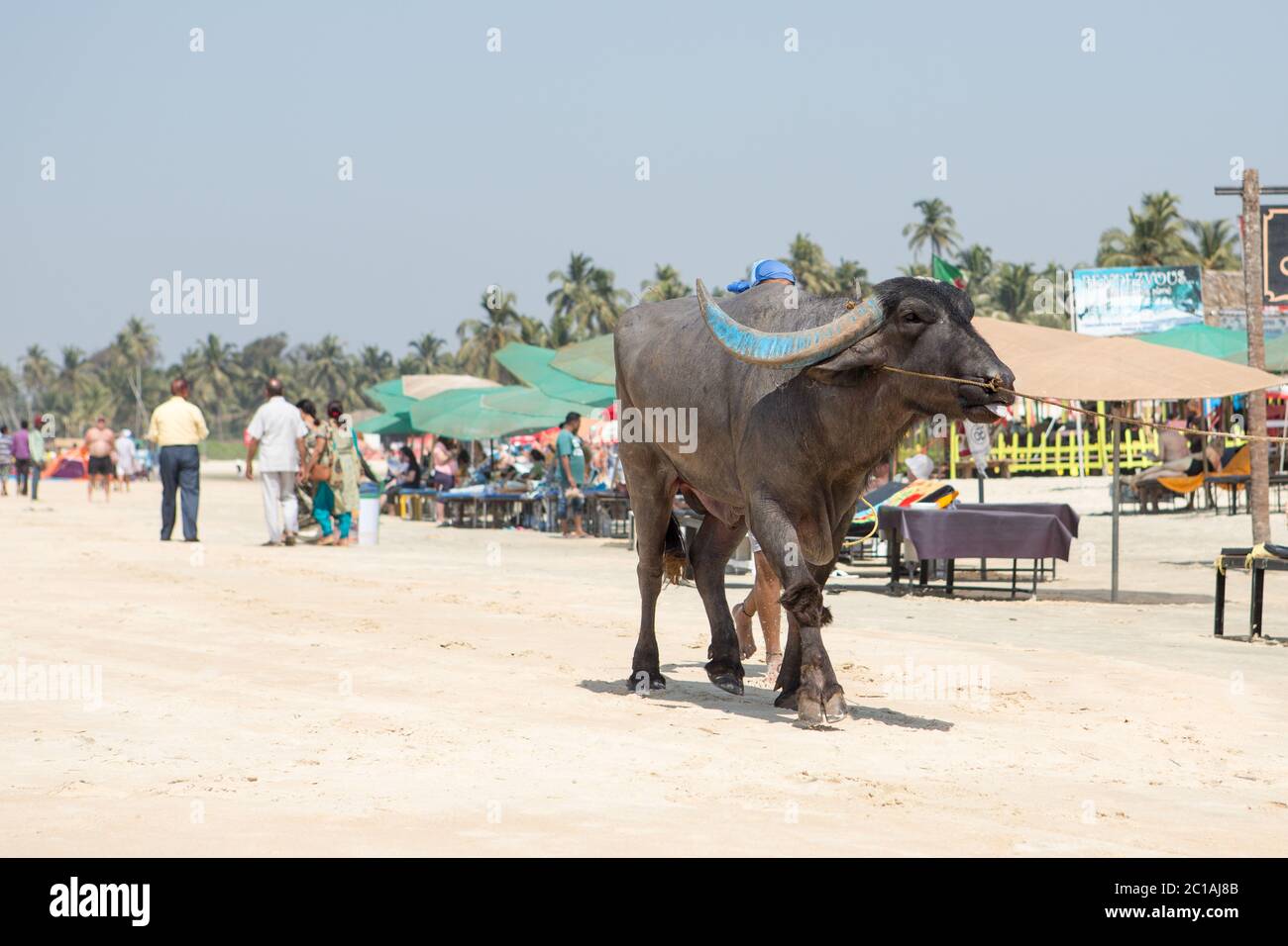 Mucca che cammina sulla sabbia sulla spiaggia di Colva a Goa Sud. Foto Stock