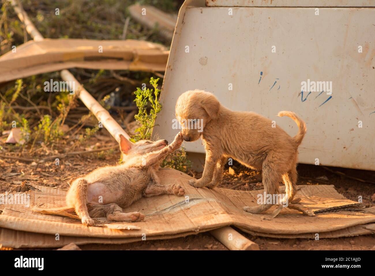 un cane malato si trova sulla strada Foto Stock