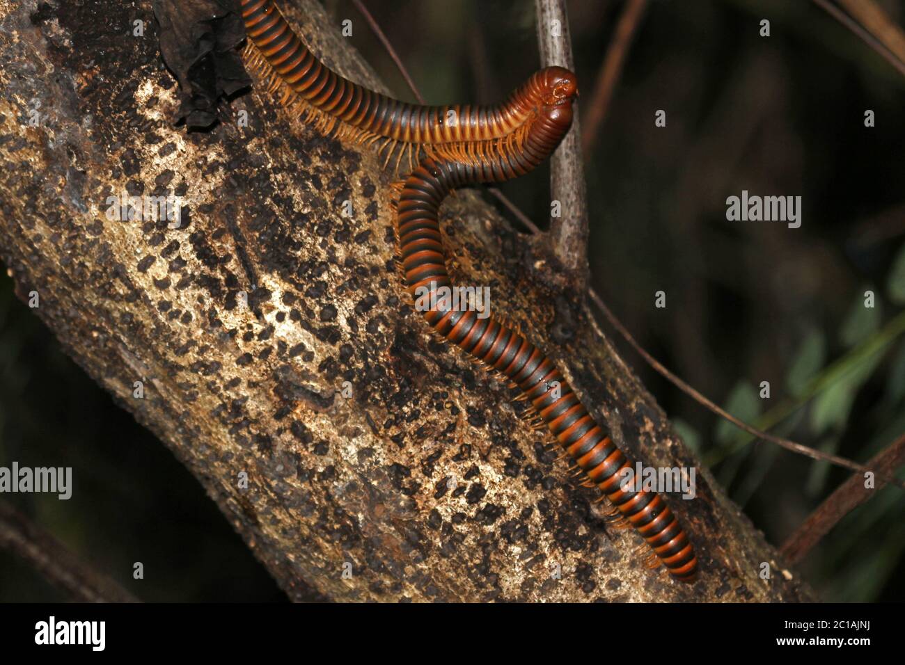 Millipipedo africano gigante o shongololo, (Archispirostreptus gigas), coppia di accoppiamento sul ramo, Isola di Nosy Komba, Madagascar. Foto Stock