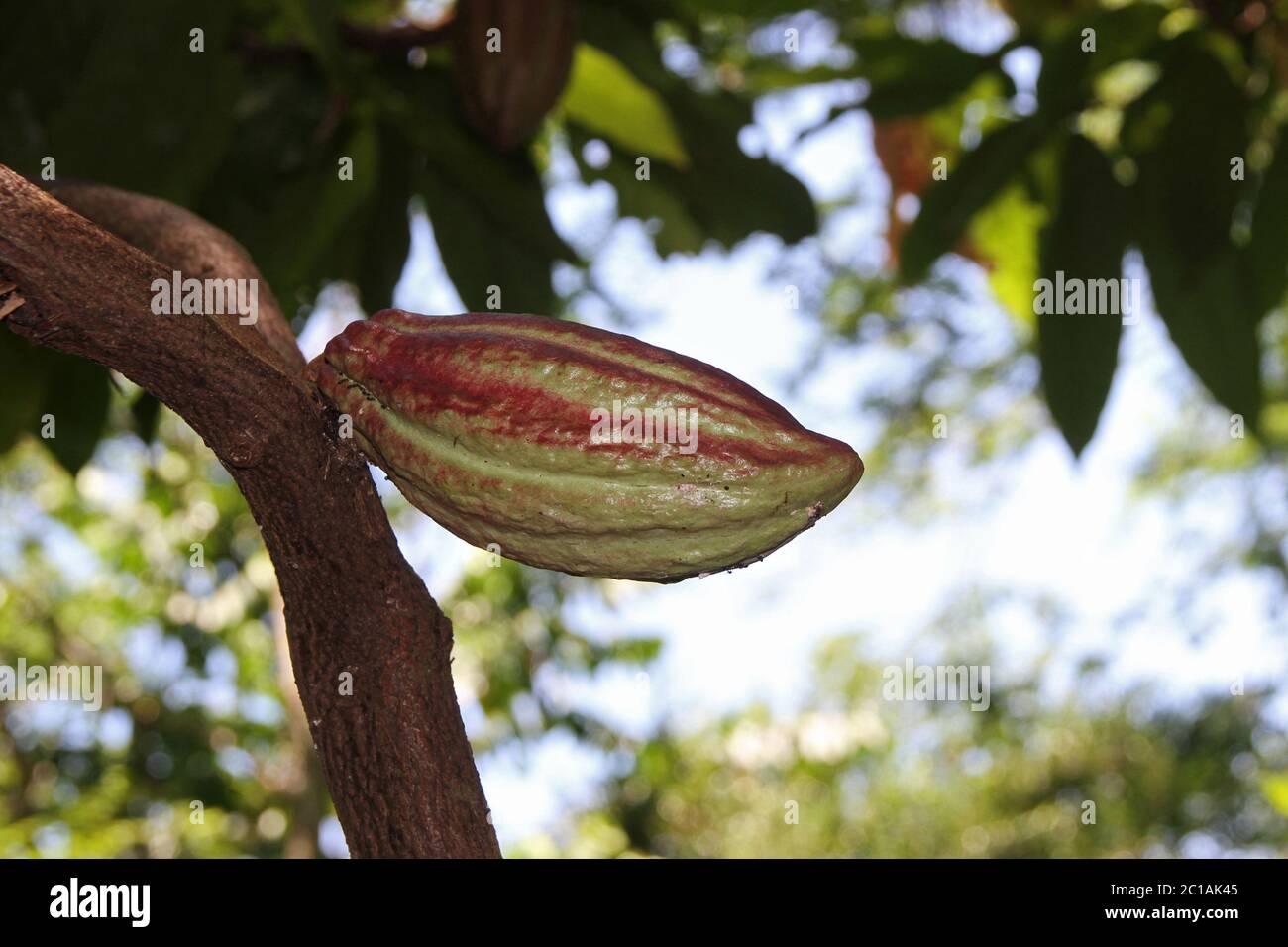 Cialda di frutta di cacao, Villaggio di Ampangorinana, Isola di Nosy Komba, Madagascar. Foto Stock