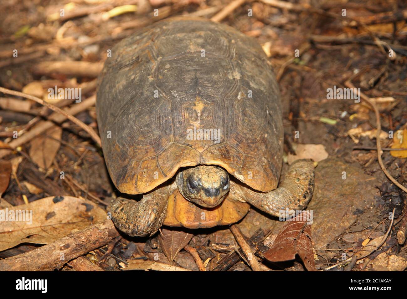 Tartaruga sul pavimento della foresta, Villaggio Ampangorinana, Isola Nosy Komba, Madagascar. Foto Stock