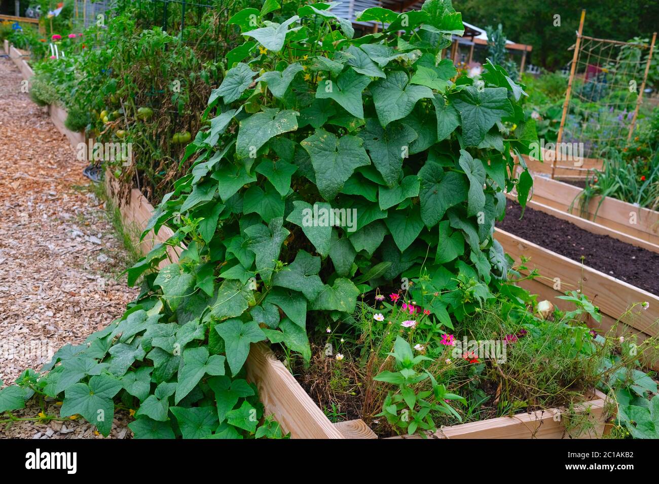 Giardino urbano mantenuto dai volontari che piantano e che lavorano con girasoli, Kale, menta, Cabbages, mais, banane, pepe di fiuto di ape e avocado Foto Stock