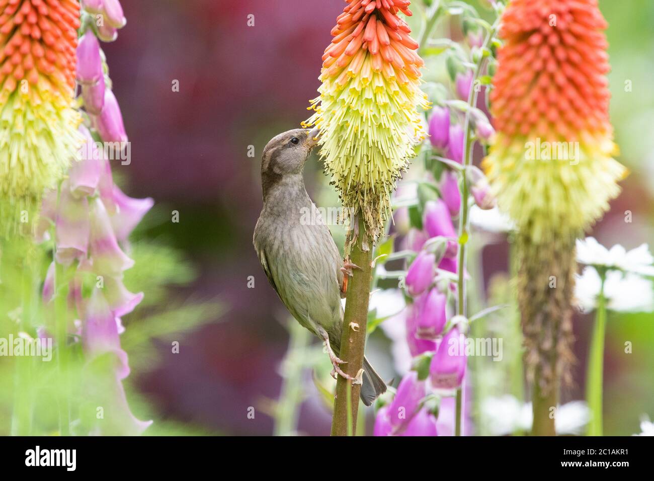 Killearn, Stirlingshire, Scozia, Regno Unito. 15 giugno 2020. UK Weather - una donna di passera che beve nettare da un poker rosso-caldo su una luminosa mattina in Stirlingshire. I fiori che sono nativi dell'Africa si sono evoluti per essere impollinati dagli uccelli, specialmente dai Sunbirds e nel Regno Unito una varietà di uccelli riconoscono i pokers rosso-caldi come una buona fonte di cibo credito: Kay Roxby/Alamy Live News Foto Stock