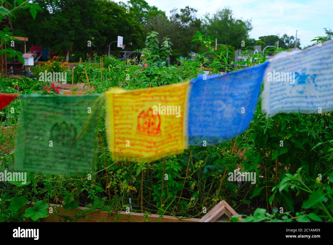 Giardino urbano mantenuto dai volontari che piantano e che lavorano con girasoli, Kale, menta, Cabbages, mais, banane, pepe di fiuto di ape e avocado Foto Stock