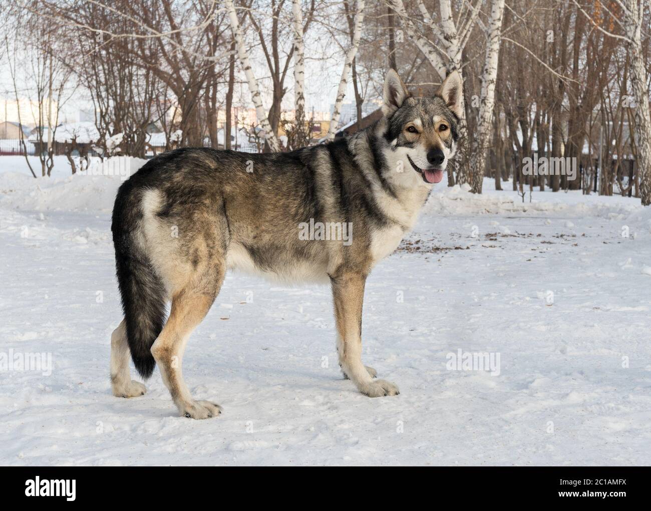 Bellissimo cane maschio di Saarloos wolfhound in winter park Foto Stock