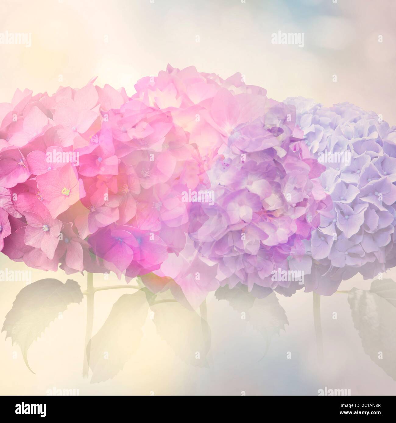 Astratto fiori colorati di idrangea per sfondo, fuoco morbido Foto Stock