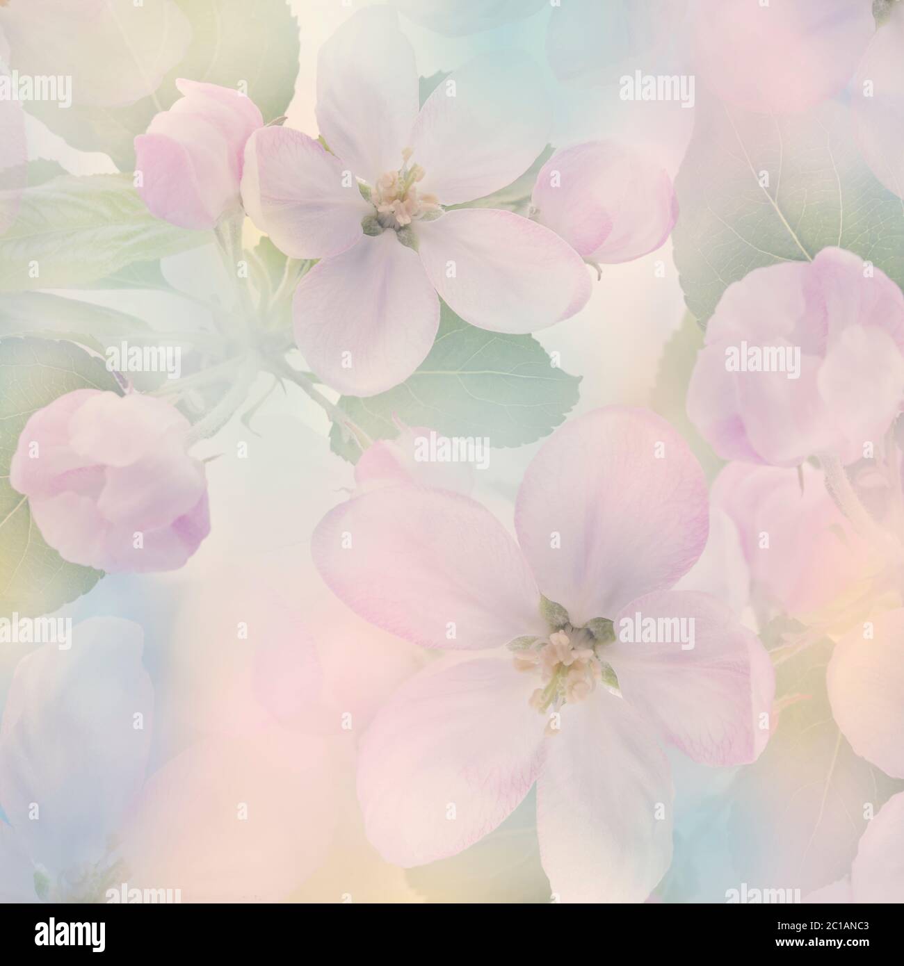 Fiori rosa di Apple Tree primo piano per sfondo Foto Stock
