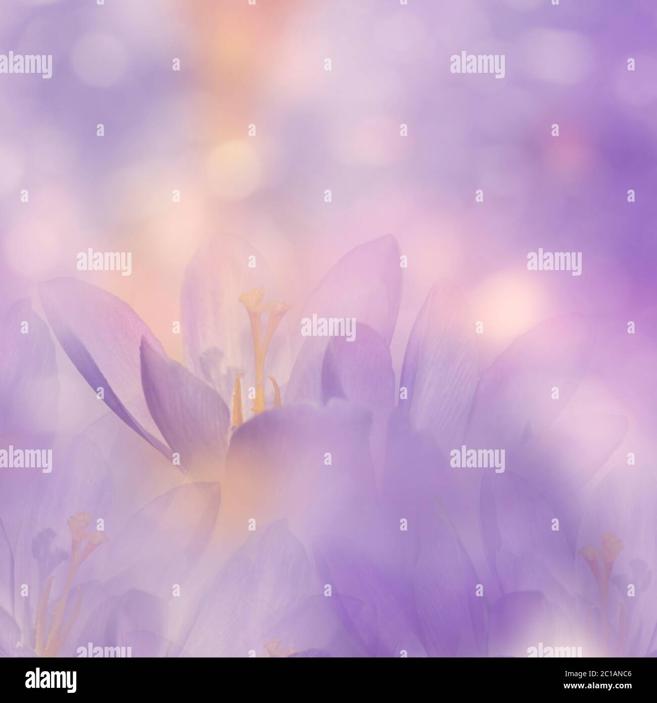 Astratto sfondo floreale con Crocus fiori di primavera Foto Stock